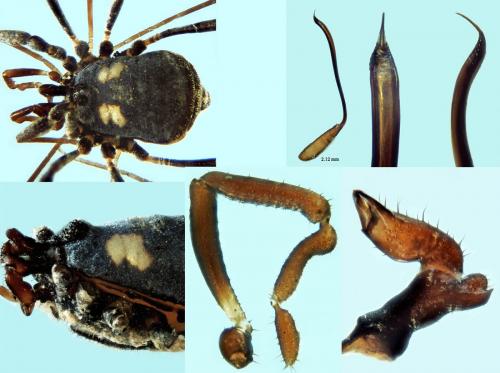 Réf. 194 590 : Nemastoma bimaculatum